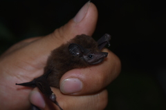 Peropteryx macrotis