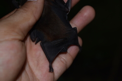 Peropteryx macrotis