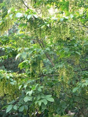 Acer henryi