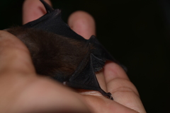 Peropteryx macrotis