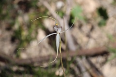 Caladenia rigida