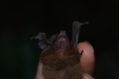 Peropteryx macrotis