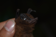 Peropteryx macrotis