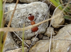 Myrmilloides grandiceps