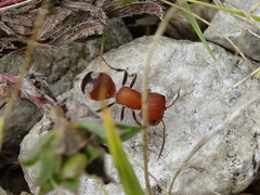 Myrmilloides grandiceps
