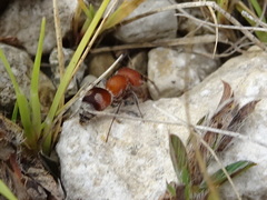 Myrmilloides grandiceps