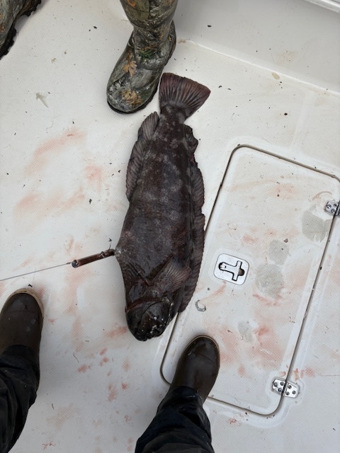 Prowfish (Zaprora silenus) — Zaproridae