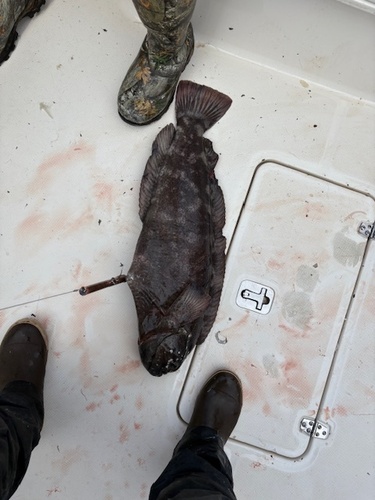 Prowfish (Zaprora silenus) — Zaproridae