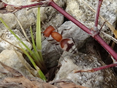 Myrmilloides grandiceps