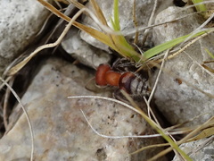Myrmilloides grandiceps