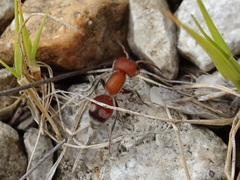Myrmilloides grandiceps