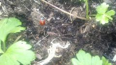 Coccinella septempunctata