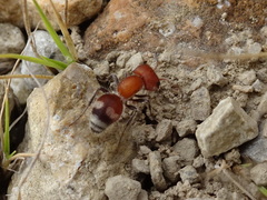 Myrmilloides grandiceps