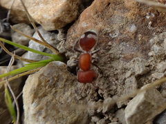 Myrmilloides grandiceps