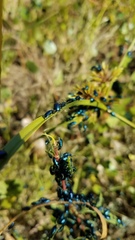 Alticina