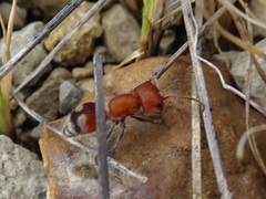 Myrmilloides grandiceps