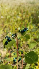 Alticina