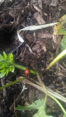 Coccinella septempunctata