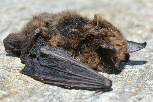 Northern Myotis (Myotis septentrionalis), a species recorded in Ohio