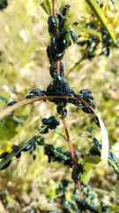 Alticina