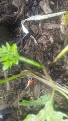 Coccinella septempunctata