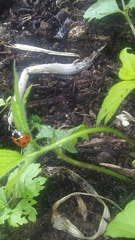 Coccinella septempunctata