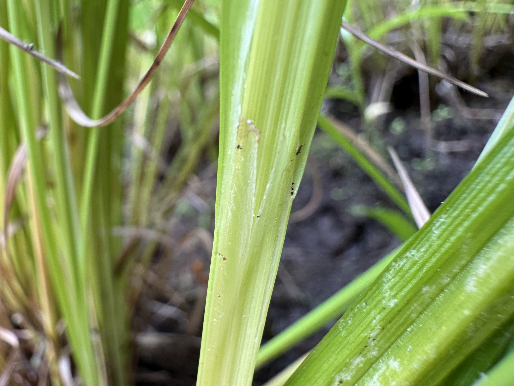 Carex stipata