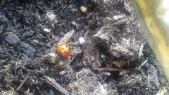 Coccinella septempunctata