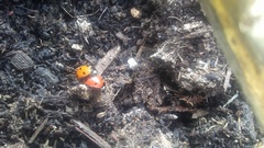 Coccinella septempunctata