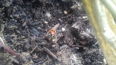 Coccinella septempunctata