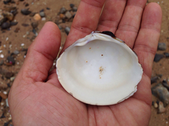 Meretrix petechialis