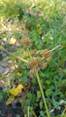 Cyperus difformis