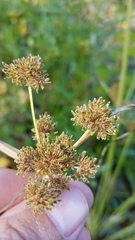 Cyperus difformis
