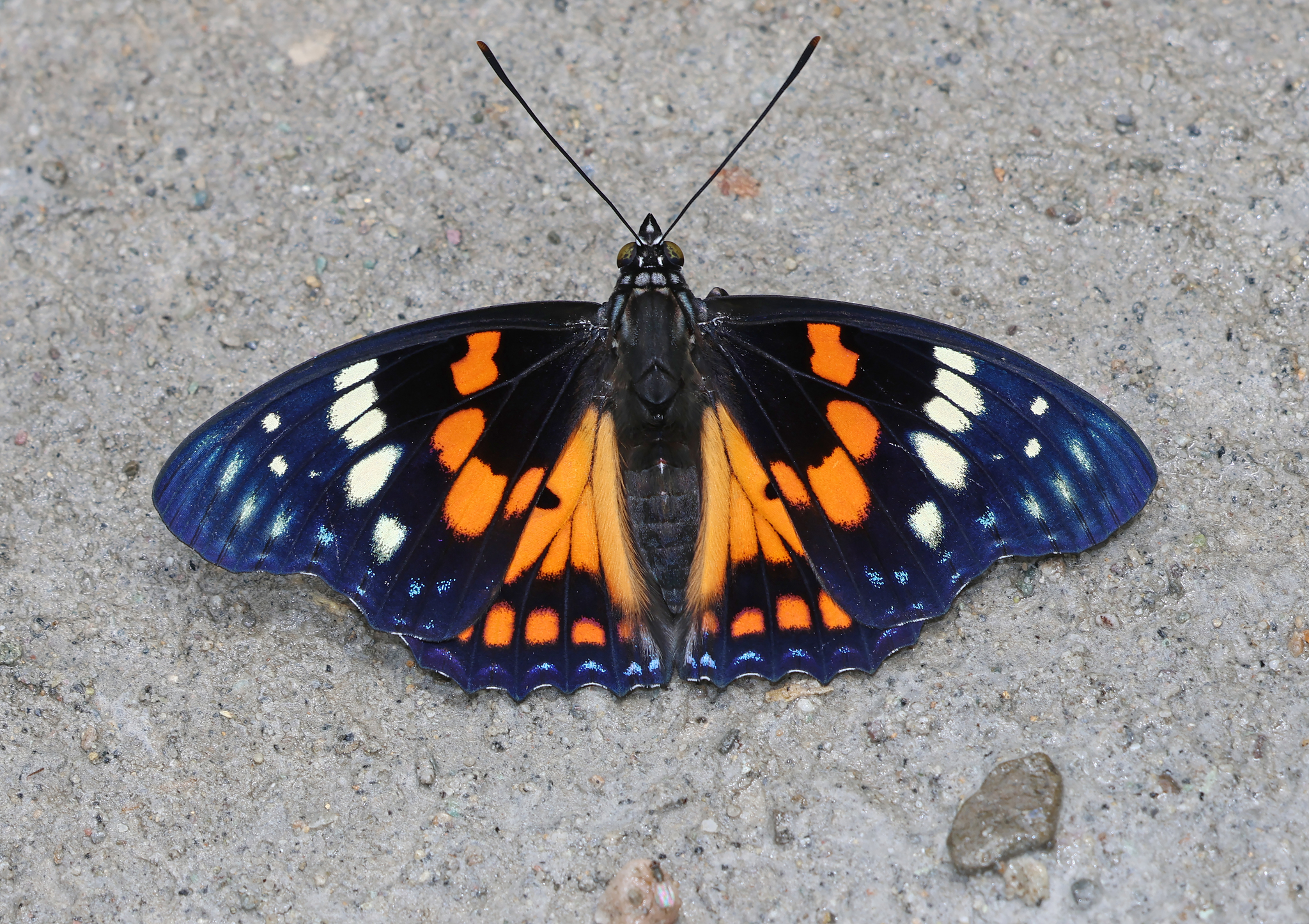 White-Spotted Courtier