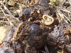 Cestoda