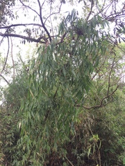 Merostachys