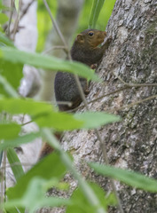 Sundasciurus juvencus
