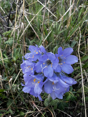 Sticky polemonium (Polemonium viscosum)