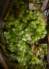 Symphyogyna hymenophyllum