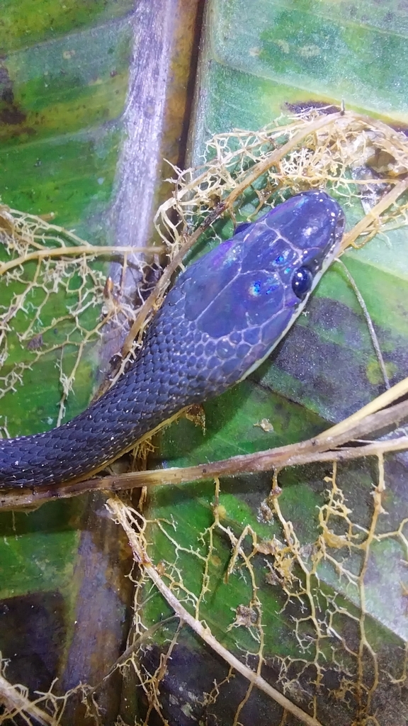 Mountain Shadow Snake