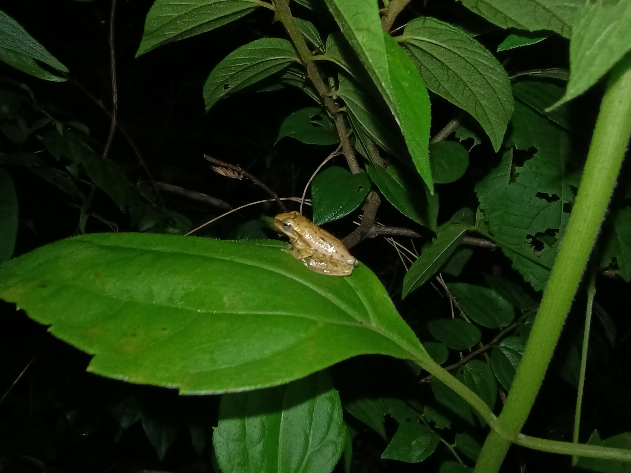 Big-Headed Whipping Frog