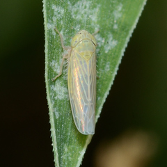 Graminella nigrifrons