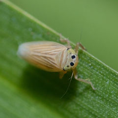 Graminella villica
