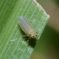 Graminella villica