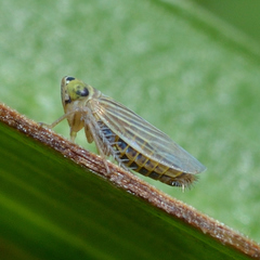 Graminella villica