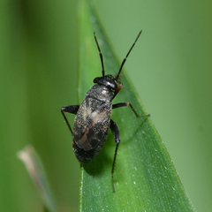 Spanagonicus albofasciatus