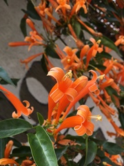 Pyrostegia