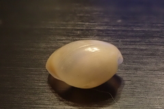 Lamprohaminoea cymbalum