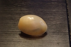 Lamprohaminoea cymbalum