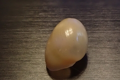 Lamprohaminoea cymbalum